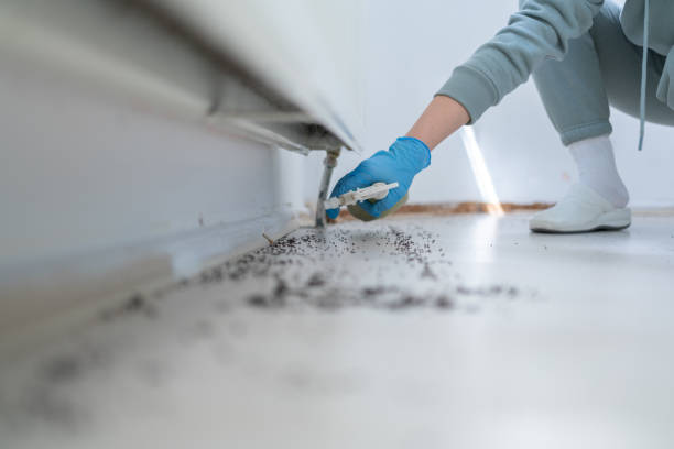 Best Termite Control Services  in West Portsmouth, OH